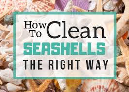 Maybe you would like to learn more about one of these? How To Clean Seashells The Right Way Includes 2 Methods Feeling Nifty