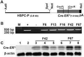It is also being studied for other types of cancer. Plos One Spc Cre Ert2 Transgenic Mouse For Temporal Gene Deletion In Alveolar Epithelial Cells