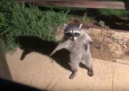 Raccoons on porch at night. Raccoon Freezes Motionless Like A Person After Getting Caught Sneaking Through Yard At Night Geekologie