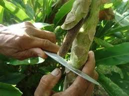 Pokok betik menghasilkan buah yang boleh dimakan. Ternakan Dan Pertanian Teknik Untuk Tut Pokok Betik Ikut Kaedah Yang Digunakan Di Thailand