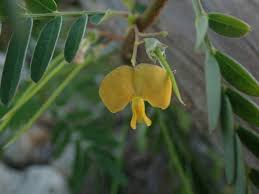 Image result for Sesbania sericea