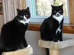 Black And White Tuxedo Cats Tuxedo Cats Mustache Cat White Cats Cats
