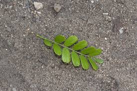 Image result for Ormocarpum trichocarpum