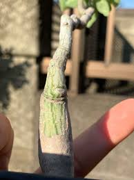 Image result for Adenia karibaensis