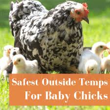 Before you give a baby a bath, gather all of your supplies, like a towel, a pitcher, soap, and a clean diaper. Safely Bathing Baby Chicks