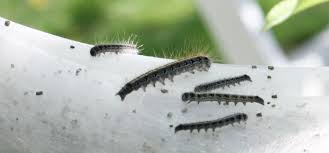 California agricultural experiment station extension service. Tent Caterpillar Guide