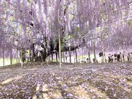 5 Spring Flower Festivals Around Tokyo Tokyo Cheapo Flower Festival Day Trips From Tokyo Wisteria Garden