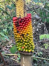 Image result for Amorphophallus