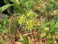 Image result for Rytigynia sp. N