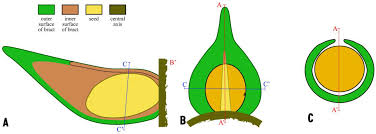 Image result for Coptosperma supra-axillare