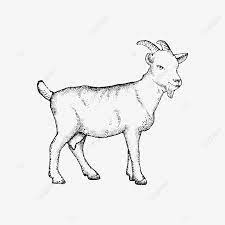 14 gambar mewarnai domba untuk tk paud sd marimewarnai com. Gambar Sketsa Elemen Kambing Hitam Yang Digambar Tangan Clipart Domba Domba Kambing Png Transparan Clipart Dan File Psd Untuk Unduh Gratis