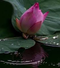 Lotusflower Lotus Lotuslove Photograph Lotus Flower Lotus Flowers