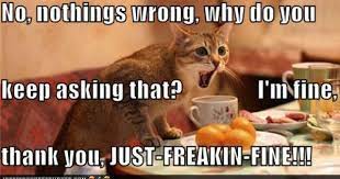 Pin By Claudia Pacheco On Animals Funny Funny Cats Funny Cat Pictures