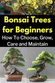 How To Care For A Bonsai Tree Bonsai Tree Bonsai Tree Care Indoor Bonsai Tree