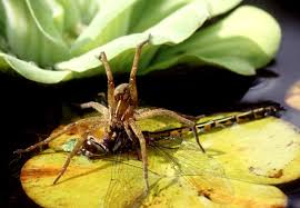 Do spiders know when you are looking at them? Water Spider The Australian Museum