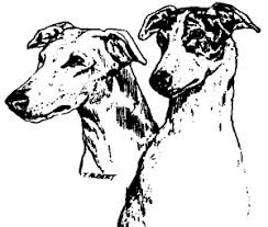 What about a greyhound as a pet? Pets For Adoption At Greyhound Pets Inc In Woodinville Wa Petfinder