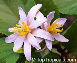 Image result for Grewia microcarpa