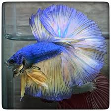 9 Awesome Giant Betta Fish In 2020 Betta Fish Betta Betta Fish Types