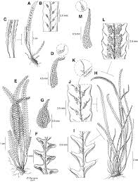 Image result for Lellingeria oosora