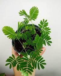 House Plant Club On Instagram Why So Sensitive Mimosa Pudica Folds Itself Inward When Touched Giving It The Nicknam Plants Sensitive Plant House Plants