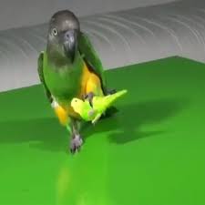 Parrot Panosundaki Pin