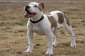 Go pitbull forums is the leading pit bull dog breed forum. Pitbull Dog Breed Health Training Feeding Puppies And Temperament Petguide
