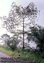 Image result for Pycnanthus