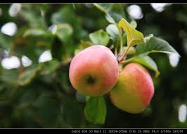 We're here to provide tips, tricks and helpful information when you need it most. å‰ªå ±è³‡æ–™ è˜‹æžœ2012å¹´è²¡å ±é€Ÿå ± çµè±¹è²¡å‹™é•·éƒ­æ­å…‹éƒ¨è½æ ¼ Jaguarcsia ç—žå®¢é‚¦