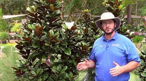 They are a hardy tree and can tolerate most conditions. Teddy Bear Southern Magnolia Youtube