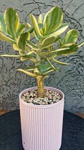 Image result for Crassula alba
