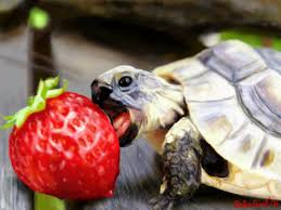 Turtle Eating Strawberry By Ochagirl On Deviantart