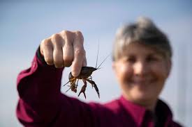 Growing appetite for crawfish has Texas rice farmers hooked