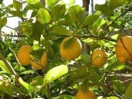 tips for growing lemons in the garden or indoors