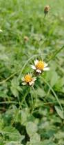 Image result for Tridax procumbens
