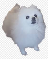 5.0 out of 5 stars 7. CumpÄƒra Bine Clasic Ultima Reducere Roblox Dog T Shirt Afstidelhi Org