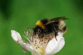Image result for Bombus jonellus