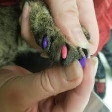 I will be putting my cat's pill (amitriptyline) in a gel cap. 5 Myths You Should Know About Cat Nail Caps National Cat Groomers Institute