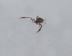 You just have to look at the latest update for proof of how little work they actually do. An Encounter With An Unexpected Creepy Crawly News Poconorecord Com Stroudsburg Pa