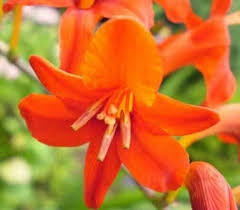 Image result for Crocosmia aurea