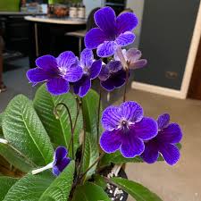 Image result for Streptocarpus glandulosissimus