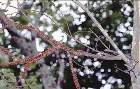 Image result for Apodanthaceae