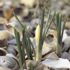 Muschelmulch Mulchen Blutenfarben Pflanzen