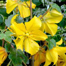Bringing color, scent and interest into your yard, climbers also create a decorative screen or an ornamental. Fremontodendron California Glory Clarenbridge Garden Centre