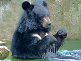 Kragenbar Verband Der Zoologischen Garten Vdz E V Zoologischer Garten Bar Garten