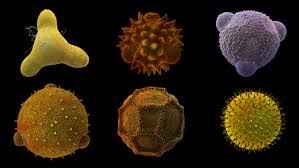 We did not find results for: What Bees Eat Pollination Museum Of The Earth