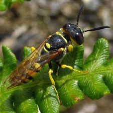 Image result for Philenoptera bussei