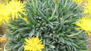 Image result for Hereroa glenensis