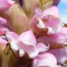 Image result for Satyrium carsonii