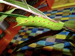 Black And Yellow Striped Caterpillar Georgia Sphinx Moth Caterpillar I Found At The Bog Sphinx Moth Caterpillar Moth Caterpillar Butterfly Garden