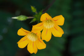 Image result for Biophytum crassipes